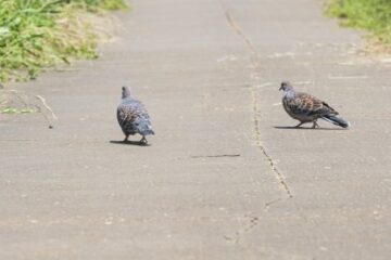 自宅の庭にキジバトのつがいが♪