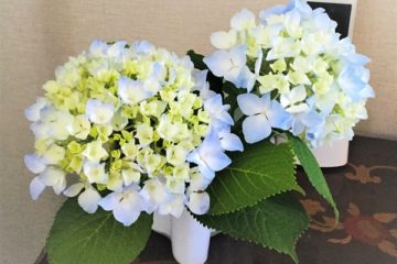 紫陽花「ラピスラズリ」