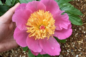 立てば芍薬座れば牡丹、歩く姿は百合の花